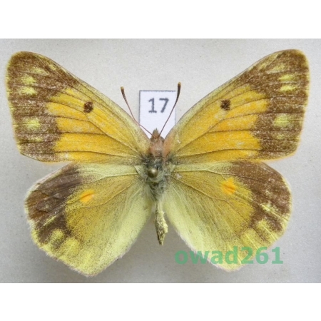 Colias wiskotti Staudinger, 1882 female Tadjikistan17